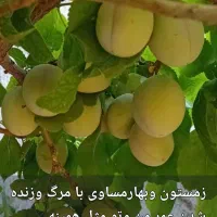 خونه فروشی ۲۲۰متری واقع در جیم اباد