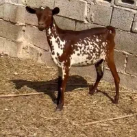 بزغاله و آفریقایی میش|حیوانات مزرعه|ساری, |دیوار