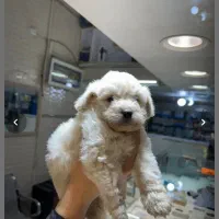 سگ پاکوتاه شیتزو