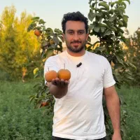 پیش فروش گلابی پرتقالی رویال نهال