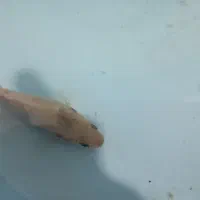 ماهی|ماهی|رباط‌کریم, الارد|دیوار