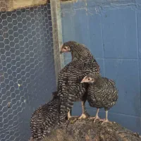 مرغ و خروس آمورک|حیوانات مزرعه|شیراز, میانرود|دیوار