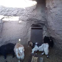 بز چاق فروشی