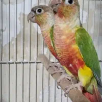 گرینچیک مولدجفت،معاوزه باگلدین