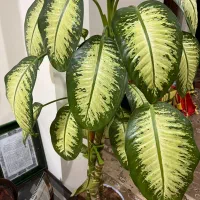 گل دیفن|گل و گیاه طبیعی|ایذه, |دیوار