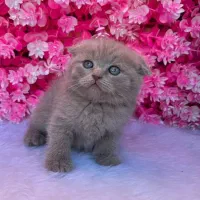 اسکاتیش فولد رنگ لیلاک آماده تحویل