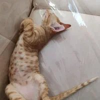 بچه گربه