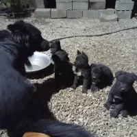 ژرمن میکس بلک و هاسکی