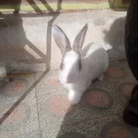 خرگوش|موش و خرگوش|خرم‌آباد, |دیوار