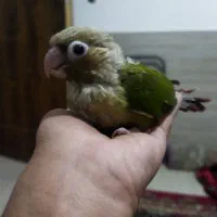 جوجه کرینچگ|پرنده|شاهرود, |دیوار