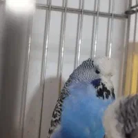 مرغ عشق انگلیسی گرید A|پرنده|ری, علایین|دیوار