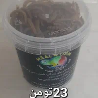 میلورم ممتاز خشک و زنده|خزنده|بیرجند, |دیوار