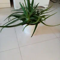 گل آلوورا طبیعی قیمت 500 هزار