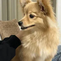 سگ پامر روباهی