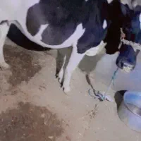 گاو خارجی‌اصلی