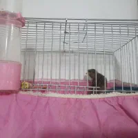 قناری سبز|پرنده|بروجرد, |دیوار