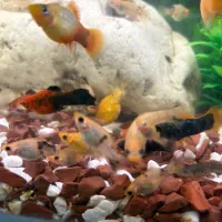 ماهی اکواریومی|ماهی|اهواز, اهواز|دیوار