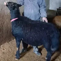 قوچ قره قزل