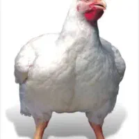 مرغ زنده قیمت ۱۱۱۰۰۰