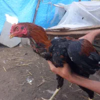 خروس و مرغ لاری