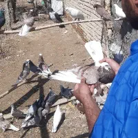 کفتر