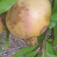 انار شکرو ملس|خوردنی و آشامیدنی|بهشهر, |دیوار