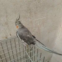 عروس هلندی تخم گذار ماده