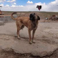 واگذاری توله سگ ماده سراب ۸ماهه