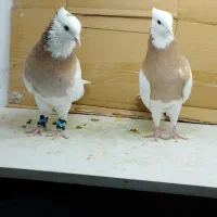 کفتر نروماده زرد خال سیاه جوانه