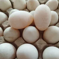 تخم  اوردک و مرغ