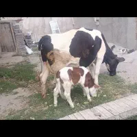 فروش گاو شیری