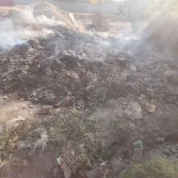 کود سوخته شده