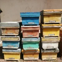 جعبه و طبق زنبور عسل