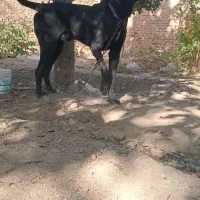 سگ المانی. گریت دین|سگ|تویسرکان, |دیوار