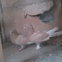 زردطلای دم سفید