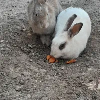 حیوانات خانگی