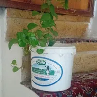 گل های طبعی|گل و گیاه طبیعی|محلات, |دیوار