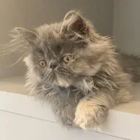 گربه پرشین سوپرفلت دختر ۲/۵ ماهه|گربه|تبریز, |دیوار