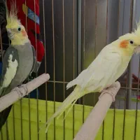 عروس هلندی