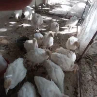 جوجه بوقلمون آماده برای پروارکردن|حیوانات مزرعه|شازند, |دیوار