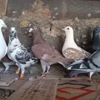 ۱۷ تا پلاکی وراوی