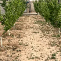 باغ۵۶۸متری تخفیف ویژه حرفه ای فرصت طلایی کم نظیر|فروش زمین و ملک کلنگی|مشهد, عبادی|دیوار