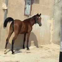 اسب کرد|اسب و تجهیزات اسبسواری|گیلان غرب, |دیوار