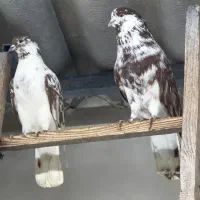 کبوتر پرشی ،شمرونی