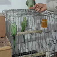 فروش شاه طوطی