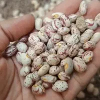 لوبیا ۳۰۰ تناژ‌