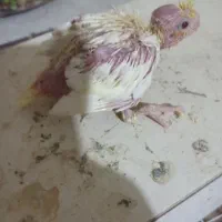 جوجه عروس هلندی