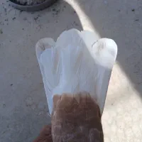 دمسفید ملقی|پرنده|رفسنجان, |دیوار