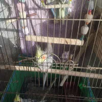 عروس هلندی  دونه ای یک تومن