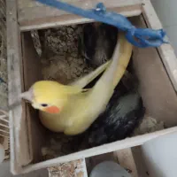 جوجه عروس هلندی